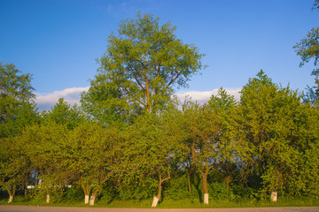 Fototapeta na wymiar Landscape of road under the trees