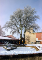 hoar-frost on trees in winter