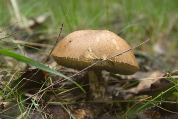Birch bolete mushroom in the forest