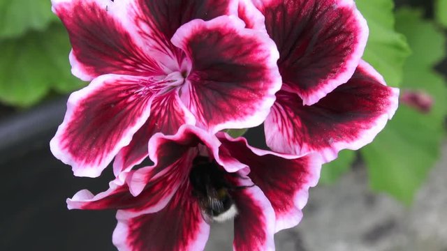 Royal pelargonium flowers - Pelargonium grandiflorum. Geranium flowers in bloom
