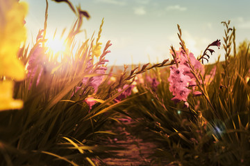 Fototapete bei efototapeten.de bestellen   