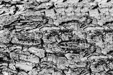 black and white tree bark texture grunge  nature background