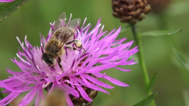 Blooming violet thistle with bee 
