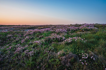 Küstenwanderung zum Sonnenaufgang in Quiberon in der Bretagne an einem Frühlingsmorgen