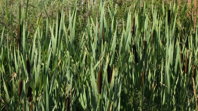The marsh grass cane with green leaves and escapes is shaken on wind