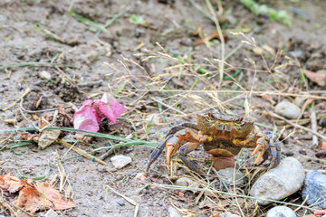 Crab walking on the earth