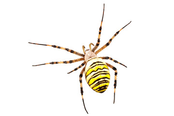 Wasp spider (Argiope bruennichi) on a white background