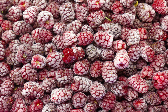 Frozen Boysenberry closeup, frosted