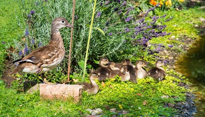 Weibliche Mandarinente (Aix galericulata) im Ruhekleid wacht am Ufer eines Teichs über seine Küken, Lavendel, Ostharz, Sachsen-Anhalt, Deutschland, Europa