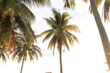 Naklejka na ściany i meble Coconut trees, view from below when sun rises