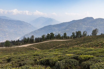 Temi Tea Garden with mountain and enormous cloud in the background in winter near Gangtok. Sikkim, India.