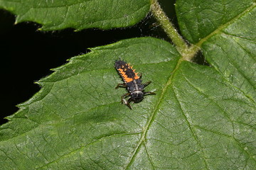 Larve des Marienkäfers, Coccinellidae