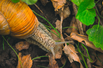 Snail Shell Horns Nature Sunny day