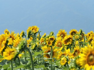 満開のヒマワリ