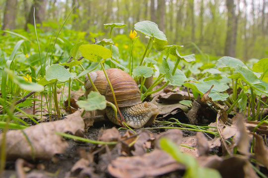 Slugg bilder – Bläddra bland 261 stockfoton, vektorer och videor ...