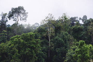 Rural landscape.Forest In the tropics During the rainy season. Tropical  Asia Thailand