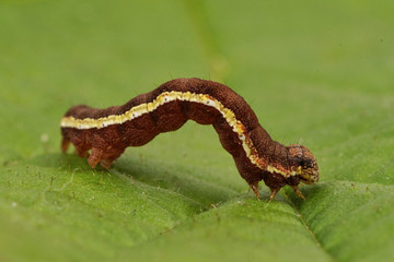 Spotted sulphur (Emmelia trabealis) on a green leaf