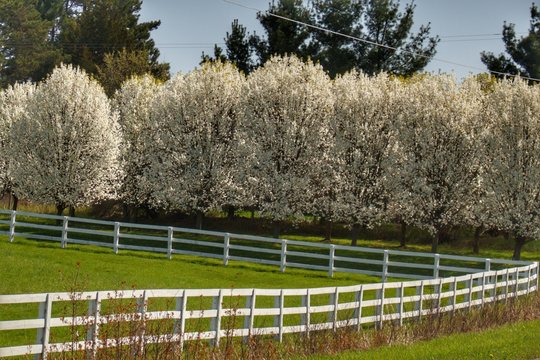 9004 - White Blossom Trees along a White Fence (9004-TRE-042417-1104A)