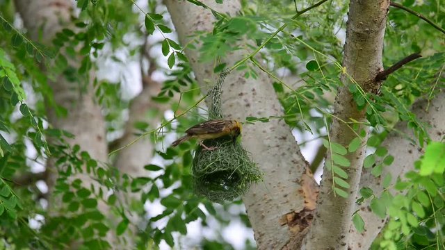 Cute yellow tiny bird weaving pendant nest for upcoming babies in breeding season with grasses fibers.
Baya weaver ( ploceus philippinus ),male doing amazing job.
