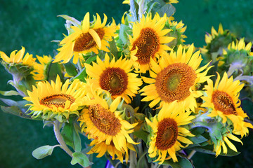 Obraz premium Sunflowers on the table