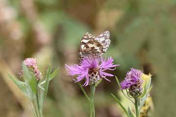 Schmetterling Schachbrettfalter, Melanargia galathea