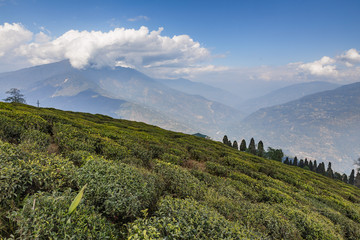 Temi Tea Garden with mountain and enormous cloud in the background in winter near Gangtok. Sikkim, India.