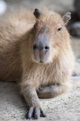 カピパラの休息、顔アップ