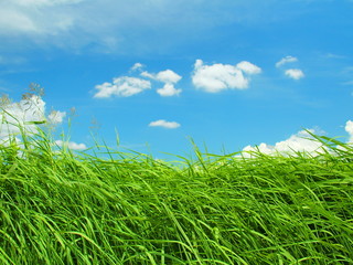 風に吹かれる夏草と青空