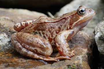 brown jumper frog