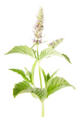 Horse mint (Mentha longifolia) isolated on white background. Medicinal plant