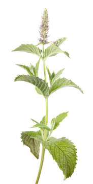 Horse mint (Mentha longifolia) isolated on white background. Medicinal plant