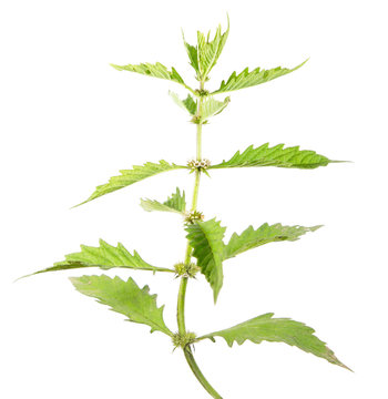 European bugleweed or gypsywort (Lycopus europaeus) isolated on white background. Medicinal plant