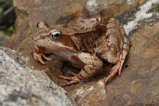 brown jumper frog