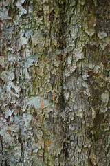 gray bark texture