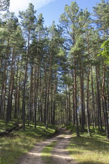 Road in the summer wood