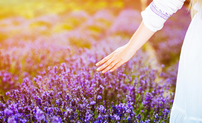 Woman hand touching lavender bushes at summer day