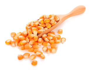 The corn seeds isolated on white background.