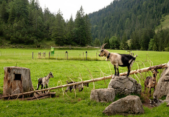Ziegen auf einer Alm