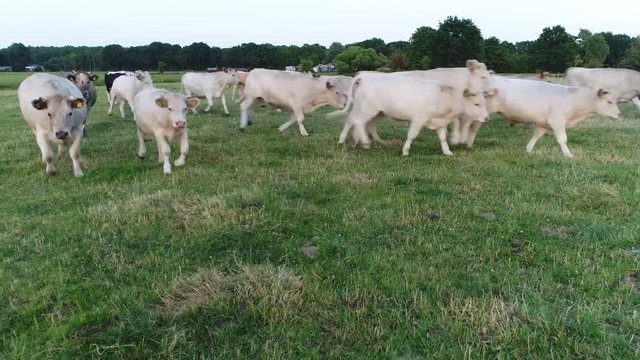 Aerial of meadow showing white charolais cattle starting to run past the camera flying near these white beefy cows are breed of taurine beef cattle from the Charolais area in France 4k resolution