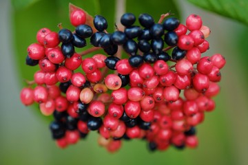 Beautiful black and red wild berries in the summer 