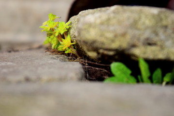 Grass breaks through the thickness of the concrete floor