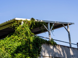 Obraz premium Plants growing on building