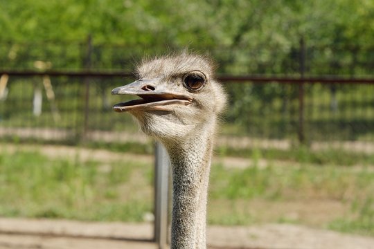 Funny African ostrich at the zoo in the summer 