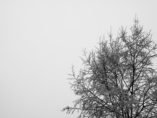 Fototapeta na wymiar Frost covered tree in black and white
