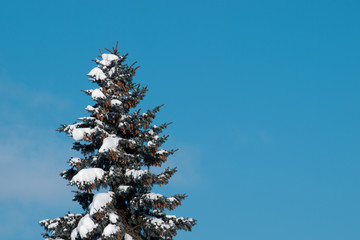 Snow covered pine tree in front of blue sky