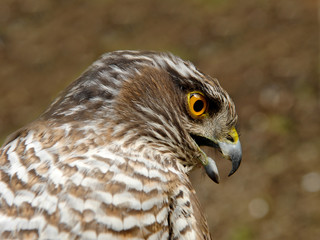 Bussard