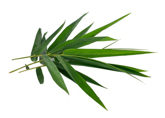 Leaf of Bamboo isolated on white background