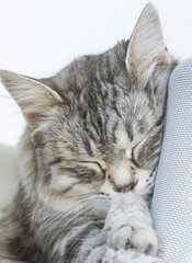 Sweet sleeping for a cute domestic cat, siberian