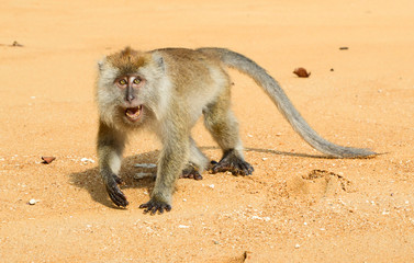 Macaque