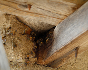 Fototapeta na wymiar Bienenstock von wilden Bienen im Dach